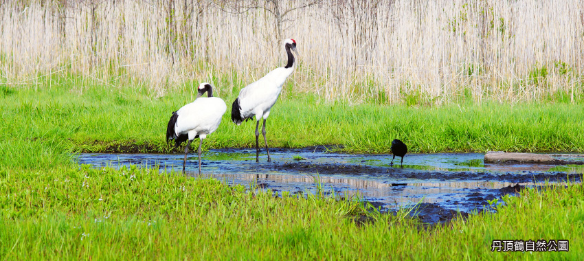 丹頂鶴自然公園